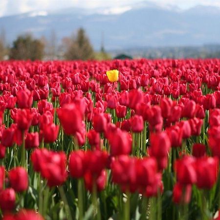 Red Tulip Hotel Angeles Esterno foto