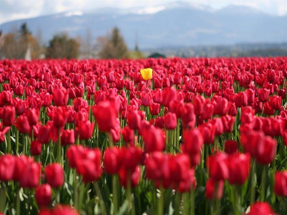 Red Tulip Hotel Angeles Esterno foto